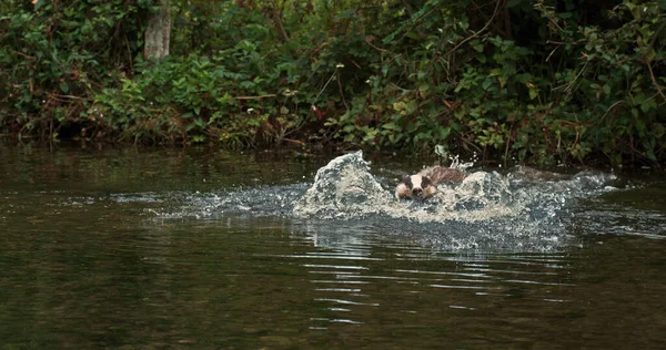 European Badger Meles Meles Adult Running Water Normandy — Stock Photo, Image