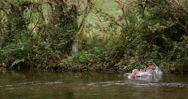Red Fox Vulpes Vulpes Adult Crossing River Νορμανδία Στη Γαλλία — Φωτογραφία Αρχείου