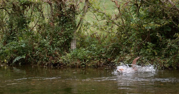 Red Fox Vulpes Vulpes Adult Crossing River Νορμανδία Στη Γαλλία — Φωτογραφία Αρχείου