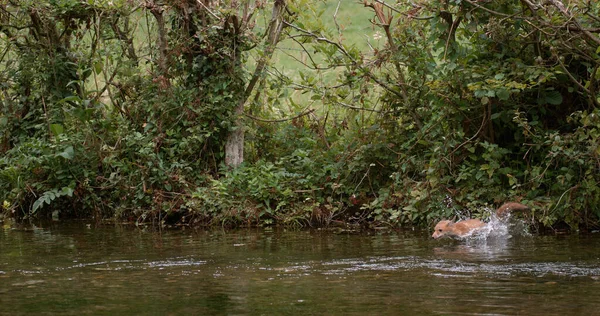 Red Fox Vulpes Vulpes Adult Crossing River Normandía Francia — Foto de Stock