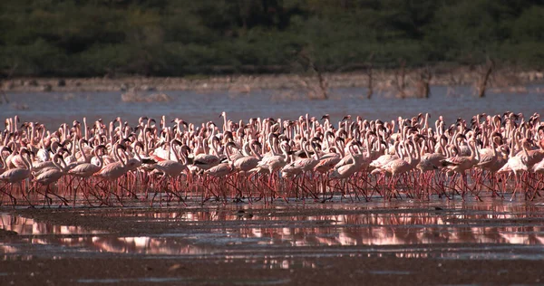 小火烈鸟 Lesser Flamingo 未成年萤火虫 飞行中 从水起飞 在肯尼亚波哥丽亚湖的殖民地 — 图库照片
