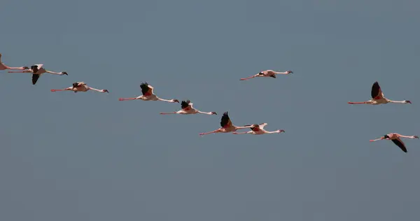 Menor Flamingo Phoenicopterus Minor Grupo Voo Descolando Água Colônia Lago — Fotografia de Stock