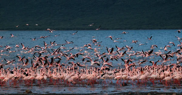 Lesser Flamingo Phoenicopterus Minor Group Flight Taking Water Colony Bogoria — Stock Photo, Image