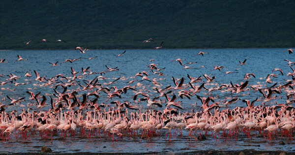 Линго, несовершеннолетний, группа в полете, взлет из воды, колония на озере Богория в Кении
