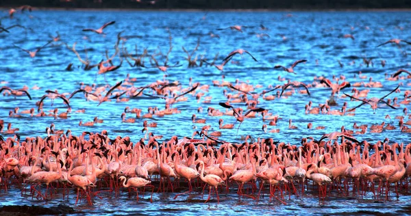 Lesser Flamingo, phoenicopterus minor, Group in Flight, Taking off from Water, Colony at Bogoria Lake in Kenya