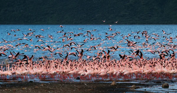 Lesser Flamingo Phoenicopterus Minor Group Flight Taking Water Colony Bogoria — Stock Photo, Image