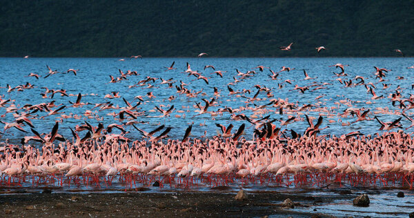 Линго, несовершеннолетний, группа в полете, взлет из воды, колония на озере Богория в Кении