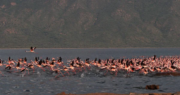 小火烈鸟 Lesser Flamingo 未成年萤火虫 飞行中 从水起飞 在肯尼亚波哥丽亚湖的殖民地 — 图库照片
