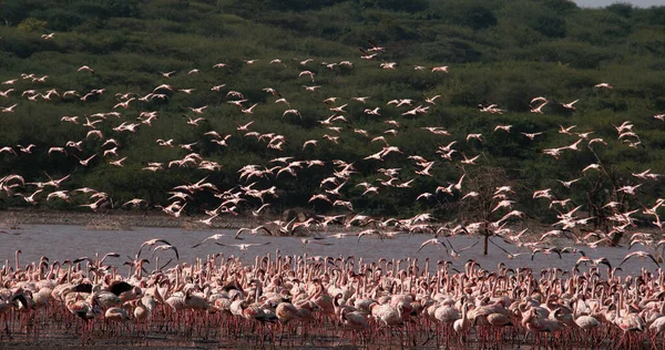 Kleiner Flamingo Phönix Minor Gruppe Flug Start Vom Wasser Kolonie — Stockfoto