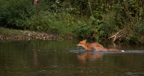 Red Fox Vulpes Vulpes Adult Crossing River Normandy France — Stock Photo, Image