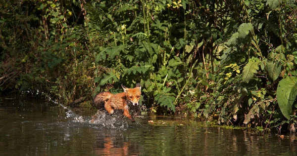Red Fox Vulpes Vulpes Adult Crossing River Normandy France — Stock Photo, Image