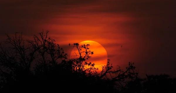 Pôr Sol Savannah Masai Mara Park Quênia — Fotografia de Stock