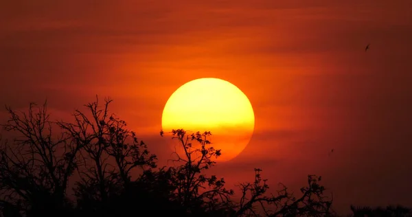 Sunset Savannah Masai Mara Park Kenya — Stock Photo, Image