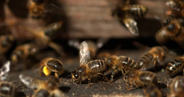 Evropská Včela Apis Mellifera Černé Včely Stojící Vchodu Úlu Včely — Stock fotografie