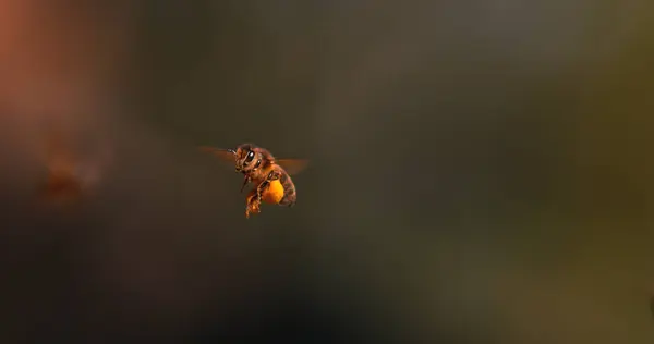 Evropská Včela Apis Mellifera Černá Včela Letu Návrat Úlu Kuličkami — Stock fotografie