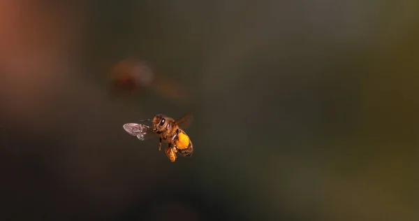 Europese Honingbij Apis Mellifera Zwarte Bij Vlucht Terugkeer Naar Korf — Stockfoto