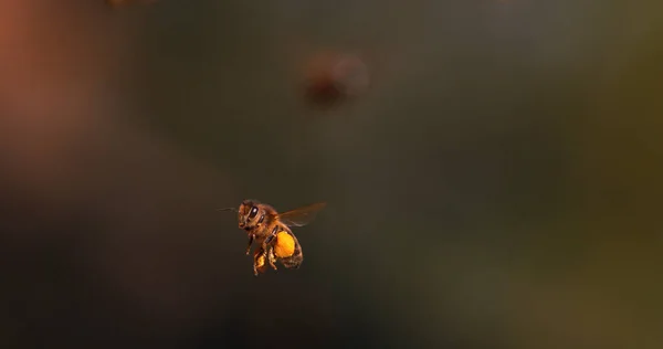 |European Honey Bee, apis mellifera, Black Bee in Flight, Return to the Hive with Balls Loaded with Pollen, Normandiy in France