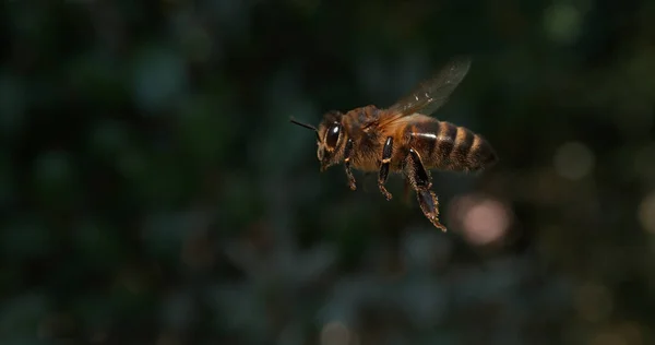 欧洲蜜蜂 飞行中的黑蜂 诺曼底 — 图库照片