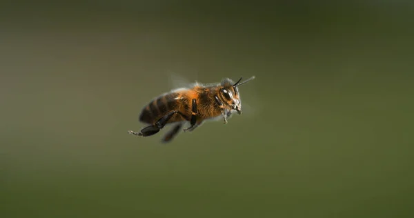 |European Honey Bee, apis mellifera, black Bee in Flight, Normandy