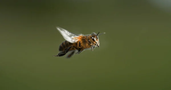 Europese Honingbij Apis Mellifera Zwarte Bij Vlucht Normandië — Stockfoto
