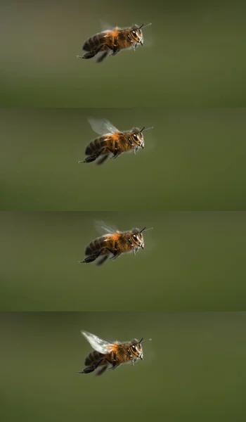 Evropská Včela Apis Mellifera Černá Včela Letu Normandie — Stock fotografie