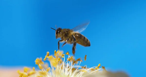 European Honey Bee Apis Mellifera Black Bee Flight Normandy — Stock Photo, Image