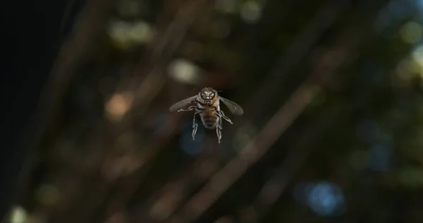 European Honey Bee Apis Mellifera Μαύρη Μέλισσα Στην Πτήση Νορμανδία — Φωτογραφία Αρχείου