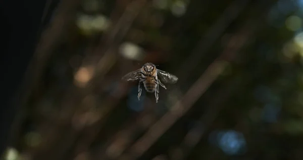 Ifi European Honey Bee Apis Mellifera Black Bee Flight Normandia — Foto Stock