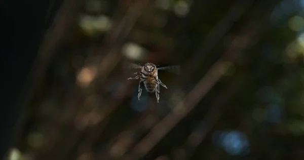 European Honey Bee Apis Mellifera Svart Bee Flight Normandie — Stockfoto