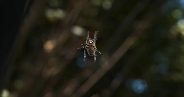 欧洲蜜蜂 飞行中的黑蜂 诺曼底 — 图库照片