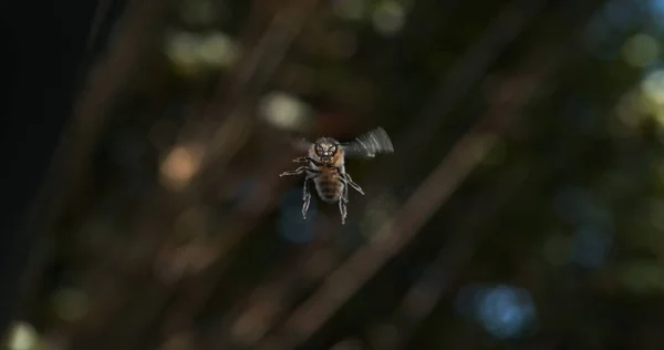 Європейська Медова Бджола Apis Mellifera Чорна Бджола Польоті Нормандія — стокове фото