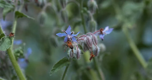 欧洲蜂蜜蜜蜂 蜜蜂觅食硼砂花 昆虫飞行 授粉法 诺曼底 — 图库照片