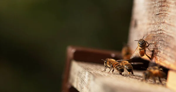 Европейская Медовая Пчела Apis Mellifera Пчелы Идущие Улей Озил Полете — стоковое фото