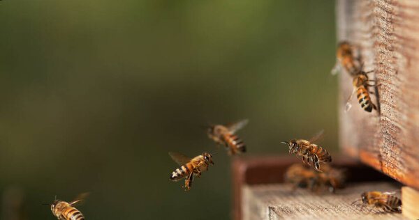 European Honey Bee, apis mellifera, Bees Going To The Hive, Insects in Flight, Return Of Boot,, Bee Hive in Normandy