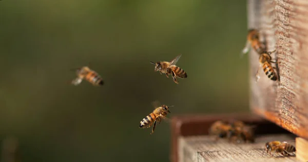 European Honey Bee, apis mellifera, Bees Going To The Hive, Insects in Flight, Return Of Boot,, Bee Hive in Normandy