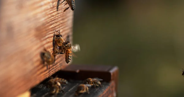 European Honey Bee Apis Mellifera Bees Going Hive Insects Flight — Stock Photo, Image