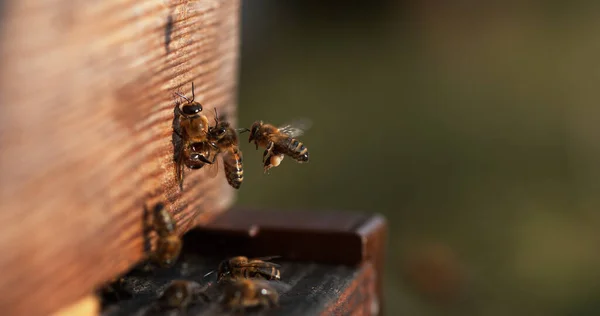 Європейська Медова Бджола Apis Mellifera Бджоли Йдуть Вулицю Комахи Польоті — стокове фото