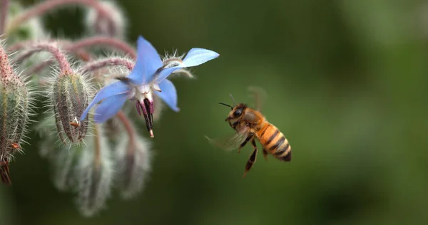Европейская Медовая Пчела Apis Mellifera Пчела Кормящая Цветок Борща Озил — стоковое фото