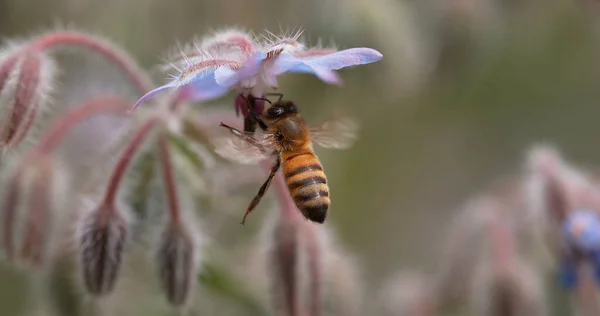 European Honey Bee Apis Mellifera Bee Foraging Borage Flower Insect — Stock Photo, Image