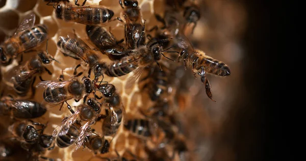 Evropská Včela Apis Mellifera Black Bees Wild Ray Brood Bee — Stock fotografie