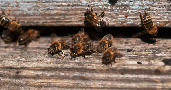 European Honey Bee Apis Mellifera Bees Standing Entrance Inive Bees — Stock fotografie