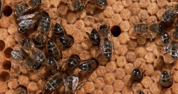 European Honey Bee Apis Mellifera Czarne Pszczoły Dzikim Promieniu Czerw — Zdjęcie stockowe