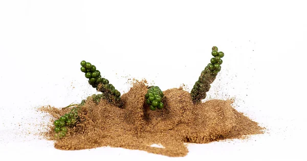 Čerstvý Zelený Pepř Piper Nigrum Koření Padající Pepře Zem Bílém — Stock fotografie