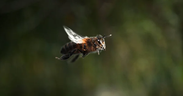 Европейская Медовая Пчела Apis Mellifera Bee Flight Нормандия — стоковое фото