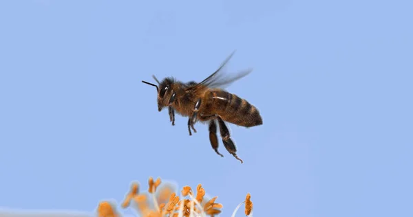Europäische Honigbiene Apis Mellifera Biene Flug Futterblume Bestäubungsgesetz Normandie — Stockfoto