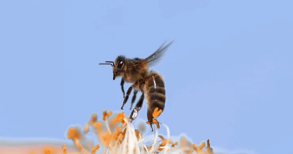 Европейская Медовая Пчела Apis Mellifera Пчела Полете Кормящий Цветок Закон — стоковое фото