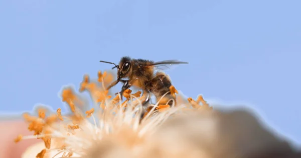 Europese Honingbij Apis Mellifera Bij Vlucht Voederbloem Bestuivingswet Normandië — Stockfoto