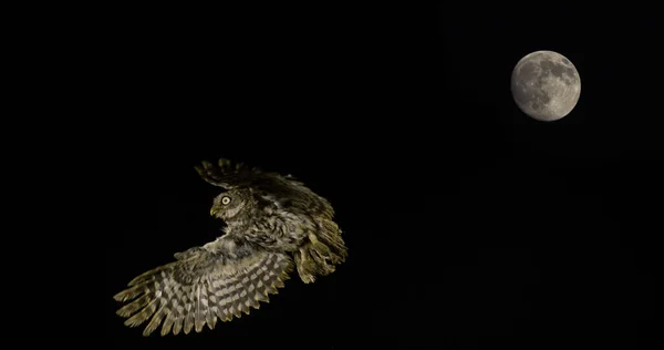 Little Owl Athene Noctua Adult Flight Full Moon Normandy France — Stock Photo, Image