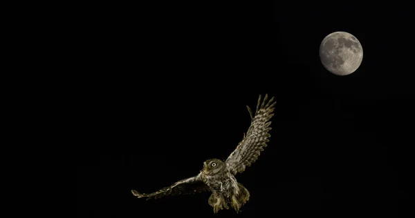 Little Owl Athene Noctua Adult Flight Full Moon Normandy France — Stock Photo, Image