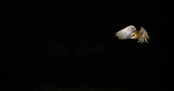 バーン オウル アルバ フランス ノルマンディーの飛行中の大人 — ストック写真